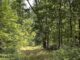 Buchrezension: Der Tod im Sherwood Forest von Andrea Instone