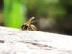 Buchrezension: Die drei Fragezeichen - Insektenstachel
